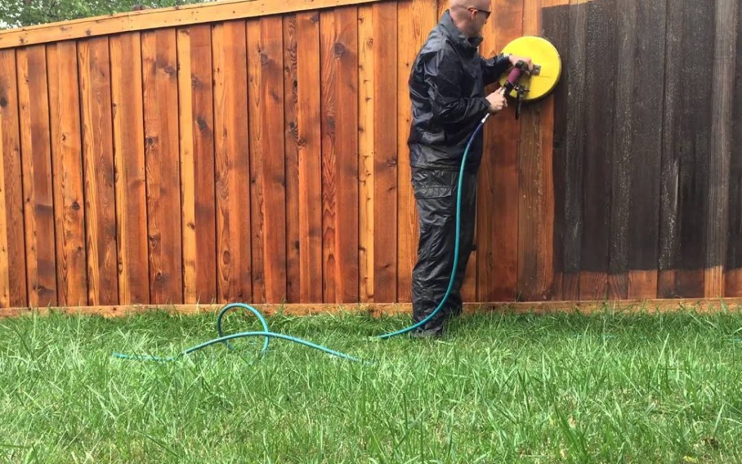 Distinctions Between Algae and Mold